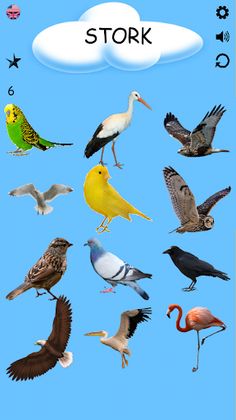 Birds - Learning Birds - Screenshot 3