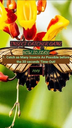 Zee Insect Catcher - Screenshot 1