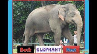 Mengenal Nama Binatang / Hewan - Screenshot 3