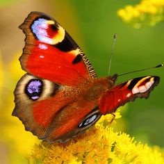 Butterfly Jigsaw Puzzle Games - Screenshot 1