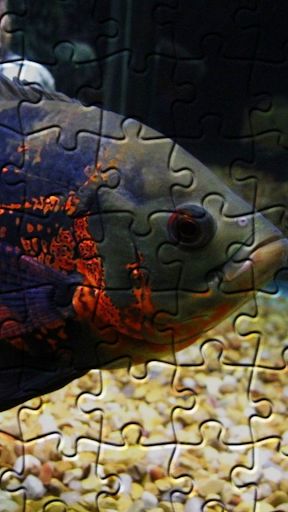 Oscar Fish Jigsaw Puzzle - Screenshot 3