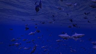 Be a Fish - VR Simulator - Screenshot 1