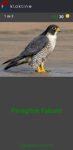 80 Birds Challenge - Screenshot 3