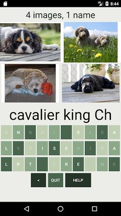 How Many Of These Dog Breeds D - Screenshot 4