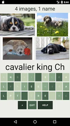 How Many Of These Dog Breeds D - Screenshot 4