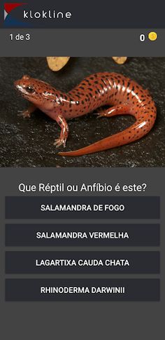 66 Répteis e Anfíbios Desafio - Screenshot 2