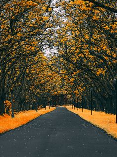 Vibrant marshlands - Screenshot 3