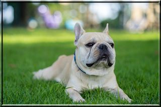 Jigsaw Puzzles Dogs Collection - Screenshot 3