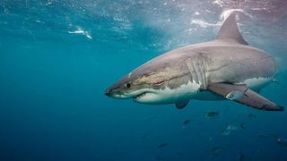 Shark Evolution Survival Games - Screenshot 2