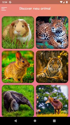 Animals - Slide Puzzle - Screenshot 1