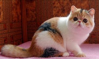 Puzzle Cute Cats - Tile Puzzle - Screenshot 3