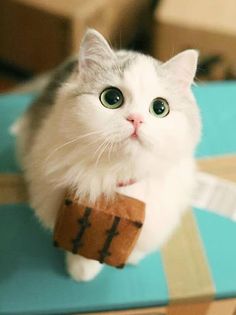 Jigsaw puzzle - cute cats - Screenshot 2