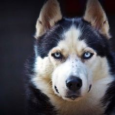 Huskies Dog Jigsaw Puzzle Game - Screenshot 1