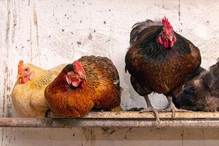 Farm Puzzles Jigsaw Collection - Screenshot 1