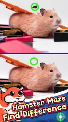 Hamster Maze Find The Differen - Screenshot 4