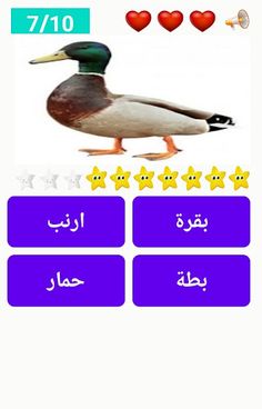 watch pet - Screenshot 4