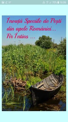 Pescuit - Screenshot 2