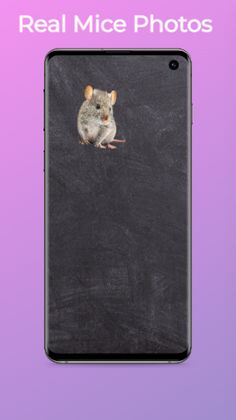 Catch Mouse: Pet Game For Cat - Screenshot 3