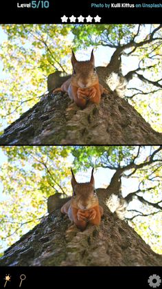 Find 5 Differences - Animals - Screenshot 4