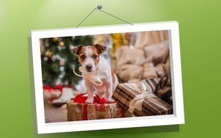 Picture Puzzle: Dogs - Screenshot 1