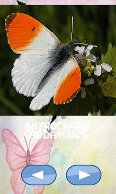 Butterflies, scratch hiding - Screenshot 1