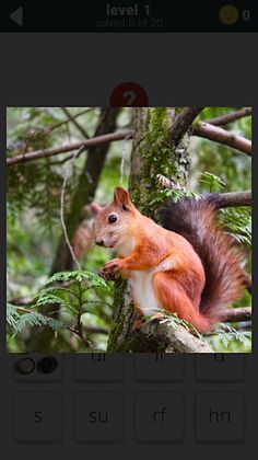 Words & Pics Puzzle 2 - Screenshot 3