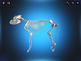 Bone Viewer - Dog Skeleton - Screenshot 1