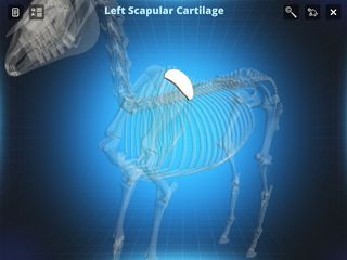 Bone Viewer - Horse Skeleton - Screenshot 2