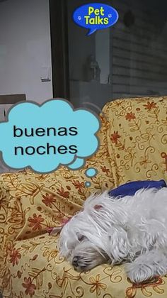 Pet Talks AR App - Screenshot 4