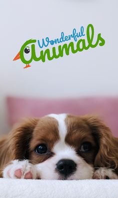 Wonderful Animals - Screenshot 1