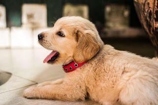 Puppies Jigsaw Puzzles - Screenshot 1