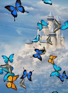 Butterflies App - Screenshot 1