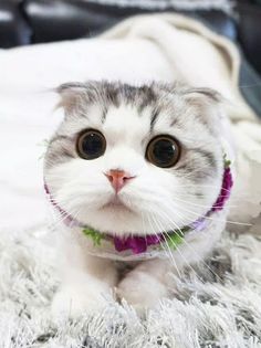 Jigsaw puzzle - cute cats - Screenshot 1