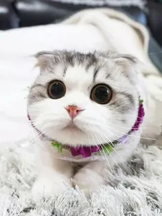 Jigsaw puzzle - cute cats - Screenshot 1