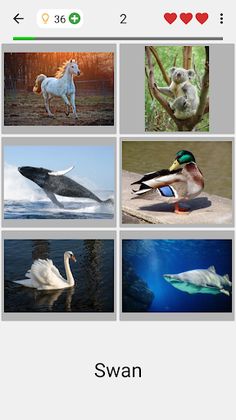 Guess Pictures and Words Quiz - Screenshot 2
