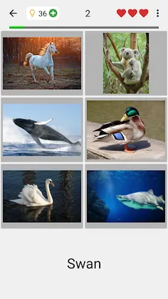 Guess Pictures and Words Quiz - Screenshot 2