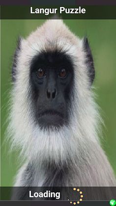 Langur Puzzle - Screenshot 1