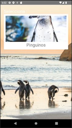 Rompecabezas de Pinguinos - Screenshot 1