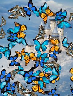 Butterflies App - Screenshot 3