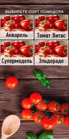 Rijk Zwaan: Tomato Quiz - Screenshot 1