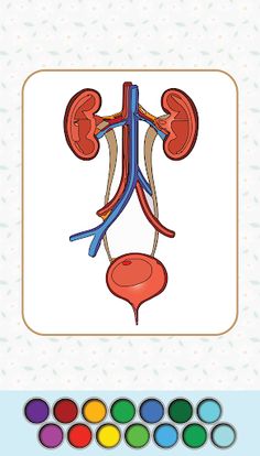 Anatomy Coloring Book - Screenshot 2