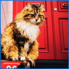 CAT SEARCH - Screenshot 1