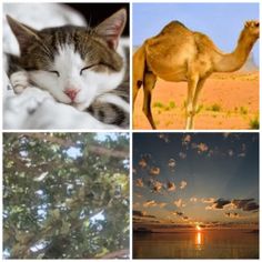 4 FOTOS 1 MOT - Screenshot 4