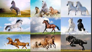 پازل اسب وحشی - Screenshot 2