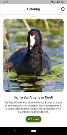 Animal Coloring - Screenshot 2