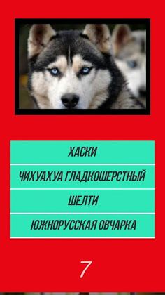 Викторина угадай породу dog со - Screenshot 3