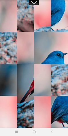 Puzzle Pic - Animal Edition - Screenshot 3