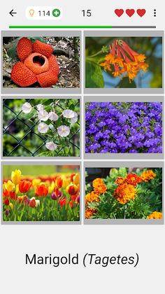 Flowers Quiz - Identify Plants - Screenshot 2