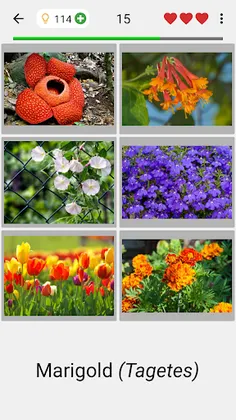Flowers Quiz - Identify Plants - Screenshot 2