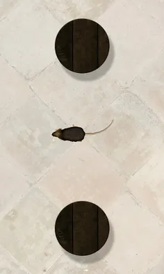 Mouse on the Screen for a Cat - Screenshot 1